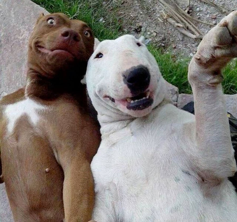 meme selfie de perros